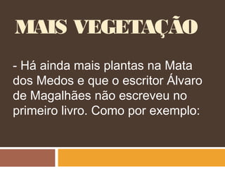 MAIS VEGETAÇÃO
- Há ainda mais plantas na Mata
dos Medos e que o escritor Álvaro
de Magalhães não escreveu no
primeiro livro. Como por exemplo:
 