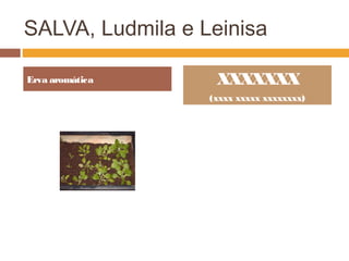 SALVA, Ludmila e Leinisa
XXXXXXX
(xxxx xxxxx xxxxxxxx)
Erva aromática
 