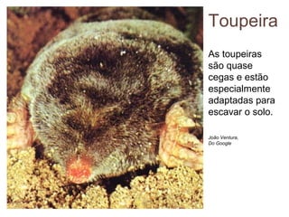 Toupeira
As toupeiras
são quase
cegas e estão
especialmente
adaptadas para
escavar o solo.
João Ventura,
Do Google
 