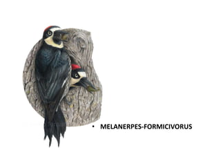 • MELANERPES-FORMICIVORUS

 