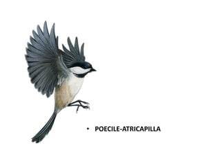 • POECILE-ATRICAPILLA

 