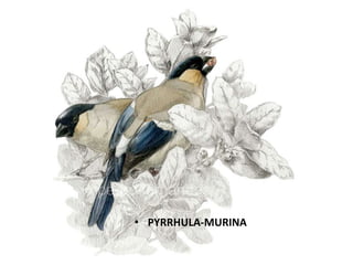• PYRRHULA-MURINA

 