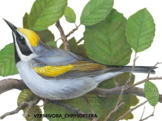 • VERMIVORA_CHRYSOPTERA

 