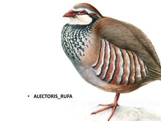 • ALECTORIS_RUFA

 