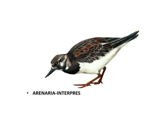 • ARENARIA-INTERPRES

 