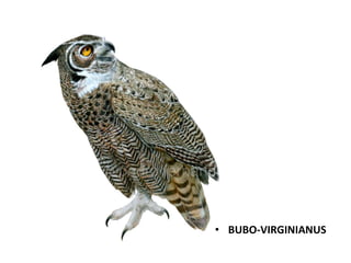 • BUBO-VIRGINIANUS

 