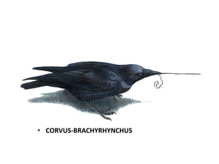 • CORVUS-BRACHYRHYNCHUS

 