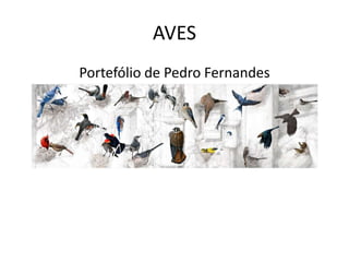 AVES
Portefólio de Pedro Fernandes

 