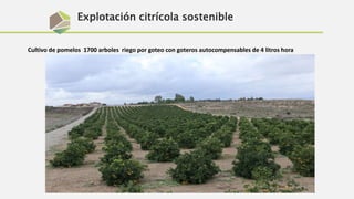 Explotación citrícola sostenible
Cultivo de pomelos 1700 arboles riego por goteo con goteros autocompensables de 4 litros hora
 