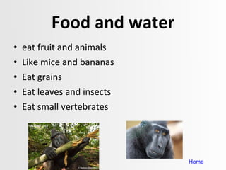 Food and water eat fruit and animals Like mice and bananas Eat grains Eat leaves and insects Eat small vertebrates  Home 