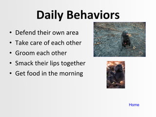 Daily Behaviors Defend their own area Take care of each other Groom each other Smack their lips together Get food in the morning Home 