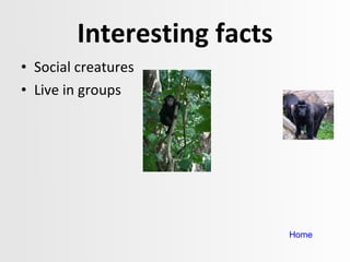 Interesting facts Social creatures  Live in groups Home 