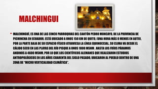 MALCHINGUI
• MALCHINGUÍ, ES UNA DE LAS CINCO PARROQUIAS DEL CANTÓN PEDRO MONCAYO, DE LA PROVINCIA DE
PICHINCHA EN ECUADOR. ESTÁ UBICADO A UNOS 150 KM DE QUITO, (UNA HORA MÁS O MENOS EN AUTO),
POR LA PARTE BAJA DE SU ESPACIO FÍSICO ATRAVIESA LA LÍNEA EQUINOCCIAL, SU CLIMA VA DESDE EL
CÁLIDO SECO EN LAS PLAYAS DEL RÍO PISQUE A UNOS 1800 MSNM , HASTA LOS FRÍOS PÁRAMOS
ANDINOS A 4600 MSNM, POR LO QUE LOS CIENTÍFICOS ALEMANES QUE REALIZARON ESTUDIOS
ANTROPOLÓGICOS EN LOS AÑOS CUARENTA DEL SIGLO PASADO, UBICARON AL PUEBLO DENTRO DE UNA
ZONA DE “MICRO VERTICALIDAD CLIMÁTICA”.
 
