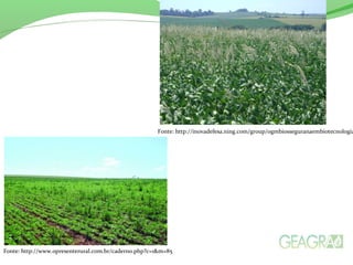 Fonte: http://www.opresenterural.com.br/caderno.php?c=1&m=85
Fonte: http://inovadefesa.ning.com/group/ogmbiosseguranaembiotecnologia
 