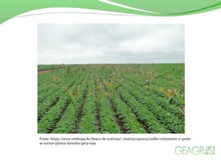 Fonte: https://www.embrapa.br/busca-de-noticias/-/noticia/1920015/milho-voluntario-rr-pode-
se-tornar-planta-daninha-para-soja
 