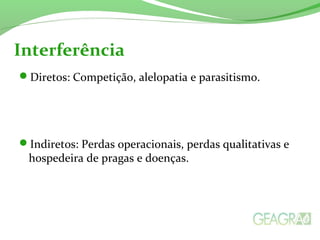 Interferência
Diretos: Competição, alelopatia e parasitismo.
Indiretos: Perdas operacionais, perdas qualitativas e
hospedeira de pragas e doenças.
 