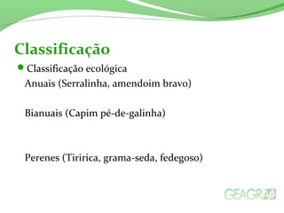 Classificação
Classificação ecológica
Anuais (Serralinha, amendoim bravo)
Bianuais (Capim pé-de-galinha)
Perenes (Tiririca, grama-seda, fedegoso)
 