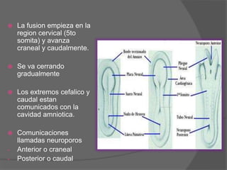  La fusion empieza en la
region cervical (5to
somita) y avanza
craneal y caudalmente.
Se va cerrando
gradualmente
Los extremos cefalico y
caudal estan
comunicados con la
cavidad amniotica.
Comunicaciones
llamadas neuroporos
- Anterior o craneal
- Posterior o caudal