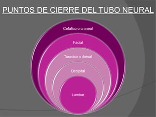 PUNTOS DE CIERRE DEL TUBO NEURAL
Cefalico o craneal
Facial
Toracico o dorsal
Occipital
Lumbar