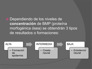 Dependiendo de los niveles de
concentración de BMP (proteína
morfogénica ósea) se obtendrán 3 tipos
de resultados o formaciones:
ALTA
• Formación
de
epidermis
INTERMEDIA
• Cresta
neural
BAJA
• Ectodermo
neural