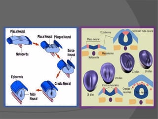 Neurulacion embriologia
