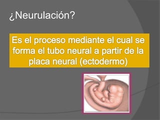 ¿Neurulación?