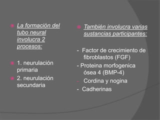 La formación del
tubo neural
involucra 2
procesos:
1. neurulación
primaria
2. neurulación
secundaria
También involucra varias
sustancias participantes:
- Factor de crecimiento de
fibroblastos (FGF)
- Proteina morfogenica
ósea 4 (BMP-4)
- Cordina y nogina
- Cadherinas