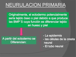 NEURULACION PRIMARIA