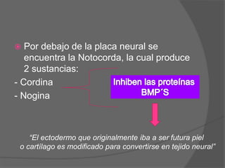  Por debajo de la placa neural se
encuentra la Notocorda, la cual produce
2 sustancias:
- Cordina
- Nogina
“El ectodermo que originalmente iba a ser futura piel
o cartílago es modificado para convertirse en tejido neural”