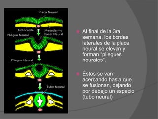  Al final de la 3ra
semana, los bordes
laterales de la placa
neural se elevan y
forman “pliegues
neurales”.
Éstos se van
acercando hasta que
se fusionan, dejando
por debajo un espacio
(tubo neural)
