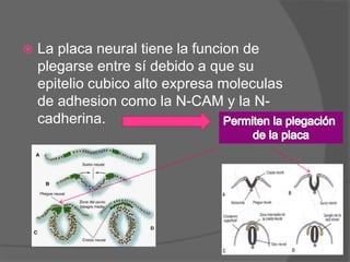 La placa neural tiene la funcion de
plegarse entre sí debido a que su
epitelio cubico alto expresa moleculas
de adhesion como la N-CAM y la N-cadherina.