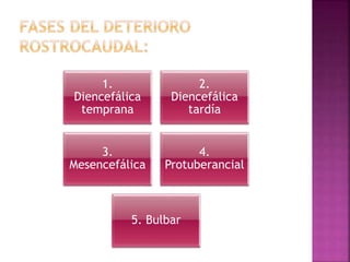 1.
Diencefálica
temprana
2.
Diencefálica
tardía
3.
Mesencefálica
4.
Protuberancial
5. Bulbar
 