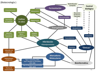 (Biotecnología )                                                                                   Biofertilización
                                                                                                     (compost)
                                                                                                                             Control
                                                                           Fermentación                                     biológico
     Crioconservación
                                             Bioreactores
                                                                                                             Biocontrol
                                                                                                             (productos
                                                                                                             naturales)
                                                                                       Biocombustibles
    Generación          Cultivo              Regeneración
    de haploides        in vitro

                                                                               Transgénesis                Metabolómica


                        Clonación /
     Inducción                                Limpieza
                           Micro-
    de variación                              biológica
                        propagación                                                                                         Proteómica
    somaclonal
                                                                                               Transcriptómica

                                                                    Hibridación
                                                                 -Fitomejoramiento-
                                                                                                     Genómica             “Ómicas”
    Inducción de
     mutaciones

                                                                            Marcadores
    Radioisótopos                                                           Moleculares
     y Radiación                   Tipo I: isoenzimas, RFLP,
                                Tipo II: Basados en PCR (RAPD,
                                           AFLP, SSR)                                                            Bioinformática
                               Tipo III. Basados en secuenciación
                                            (SNP, SSCP)
      Técnica de
    insecto Estéril                                                                                                                40
 