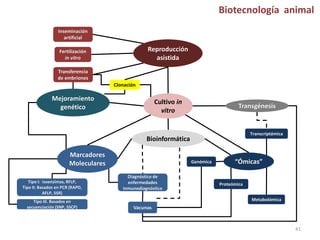 Biotecnología animal
                  Inseminación
                     artificial

                  Fertilización                   Reproducción
                    in vitro                        asistida
                 Transferencia
                 de embriones
                                     Clonación

              Mejoramiento                             Cultivo in
                genético                                                               Transgénesis
                                                         vitro


                                                                                            Transcriptómica
                                                  Bioinformática

                       Marcadores
                       Moleculares                                  Genómica         “Ómicas”

                                          Diagnóstico de
   Tipo I: isoenzimas, RFLP,              enfermedades                         Proteómica
Tipo II: Basados en PCR (RAPD,          Inmunodiagnóstico
           AFLP, SSR)
     Tipo III. Basados en                                                                   Metabolómica
  secuenciación (SNP, SSCP)                  Vacunas



                                                                                                              41
 