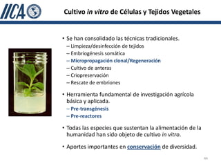 Cultivo in vitro de Células y Tejidos Vegetales


• Se han consolidado las técnicas tradicionales.
 – Limpieza/desinfección de tejidos
 – Embriogénesis somática
 – Micropropagación clonal/Regeneración
 – Cultivo de anteras
 – Criopreservación
 – Rescate de embriones

• Herramienta fundamental de investigación agrícola
  básica y aplicada.
 – Pre-transgénesis
 – Pre-reactores

• Todas las especies que sustentan la alimentación de la
  humanidad han sido objeto de cultivo in vitro.
• Aportes importantes en conservación de diversidad.
                                                           44
 