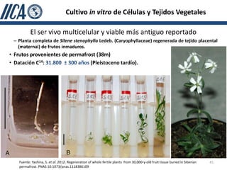 Cultivo in vitro de Células y Tejidos Vegetales

           El ser vivo multicelular y viable más antiguo reportado
 – Planta completa de Silene stenophylla Ledeb. (Caryophyllaceae) regenerada de tejido placental
   (maternal) de frutos inmaduros.
• Frutos provenientes de permafrost (38m)
• Datación C14: 31.800 ± 300 años (Pleistoceno tardío).




    Fuente: Yashina, S. et al. 2012. Regeneration of whole fertile plants from 30,000-y-old fruit tissue buried in Siberian   45
    permafrost. PNAS 10.1073/pnas.1118386109
 