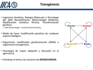 Transgénesis


• Ingeniería Genética, Biología Molecular o Tecnología
  del ADN Recombinante, Biotecnología Moderna,
  Modificación Genética Directa, Transformación
  genética.                                                  Planta     Animal
 – USA: Biotecnología = Transformación Genética.


• Modo de hacer modificación genética de cualquier
  especie biológica.

• Organismos modificados genéticamente (OMG) u
  organismos transgénicos.                                   Bacteria   Virus

• Tecnología de mayor adopción y discusión en la
  agricultura.

• Introdujo el tema y las acciones de BIOSEGURIDAD.

                                                                          47
 