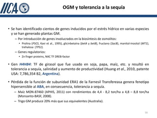 OGM y tolerancia a la sequía



• Se han identificado cientos de genes inducidos por el estrés hídrico en varias especies
  y se han generado plantas GM.
    – Por introducción de genes involucrados en la biosíntesis de osmolitos:
      • Prolina (P5CS, Kavi et al., 1995), glicinbetaína (betA y betB), fructano (SacB), manitol-inositol (MT1),
        trehalosa (TPS1).
    – Genes regulatorios:
      • Zn finger proteins, NAC TF DREB-factor

• Gen H4HB4: TF de girasol que fue usado en soja, papa, maíz, etc. y resultó en
  tolerancia a sequía, salinidad y aumento de productividad (Huang et al., 2010, patente
  USA: 7,786,354 B2, Argentina).

• Pérdida de la función de subunidad ERA1 de la Farnesil Transfereasa genera fenotipo
  hipersensible al ABA, en consecuencia, tolerancia a sequía.
   – Maíz MON-87460 (APHIS, 2011) con rendimientos de 4,4 - 8,2 ton/ha a 4,8 – 8,8 ton/ha
     (Monsanto-BASF, 2008).
   – Trigo GM produce 20% más que sus equivalentes (Australia).


                                                                                                            59
 