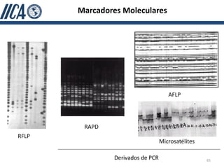 Marcadores Moleculares




                                     AFLP




        RAPD
RFLP
                                  Microsatélites

               Derivados de PCR                    65
 