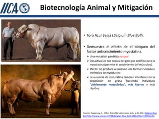 Biotecnología Animal y Mitigación


            • Toro Azul Belga (Belgium Blue Bull).

            • Demuestra el efecto de el bloqueo del
              factor anticrecimiento myostatina.
                Una mutación genética natural
                Desactiva las dos copias del gen que codifica para la
                 myostatina (permite el crecimiento del músculos).
                Efecto: no produce o produce una forma truncada e
                 inefectiva de myostatina
                La ausencia de myostatina también interfiere con la
                 deposición de grasa haciendo individuos
                 “doblemente musculados”, más fuertes y más
                 rápidos.




            Fuente: Sweeney, L. 2004. Scientific American. July. p.62-69): Belgian Blue
            Bull http://www.unp.co.in/f44/belgian-blue-bull-42664/#ixzz18DDevzEp
 