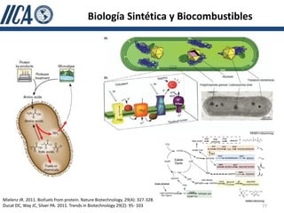 Biología Sintética y Biocombustibles




Mielenz JR. 2011. Biofuels from protein. Nature Biotechnology. 29(4): 327-328.
Ducat DC, Way JC, Silver PA. 2011. Trends in Biotechnology 29(2): 95- 103         77
 