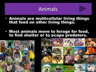 Animals
• Animals are multicellular living things
that feed on other living things.
• Most animals move to forage for food,
to find shelter or to ecape predators.
 