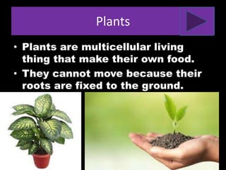 Plants
• Plants are multicellular living
thing that make their own food.
• They cannot move because their
roots are fixed to the ground.
 