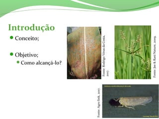 Introdução
Conceito;
Objetivo;
Como alcançá-lo?
Fonte:RodrigoVérasdaCosta,
2017.
Fonte:Agrolink,2017.
Fonte:Jee&RaniNature,2009.
 