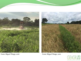 Fonte: Miguel Thiago, 2016. Fonte: Miguel Thiago, 2016.
 