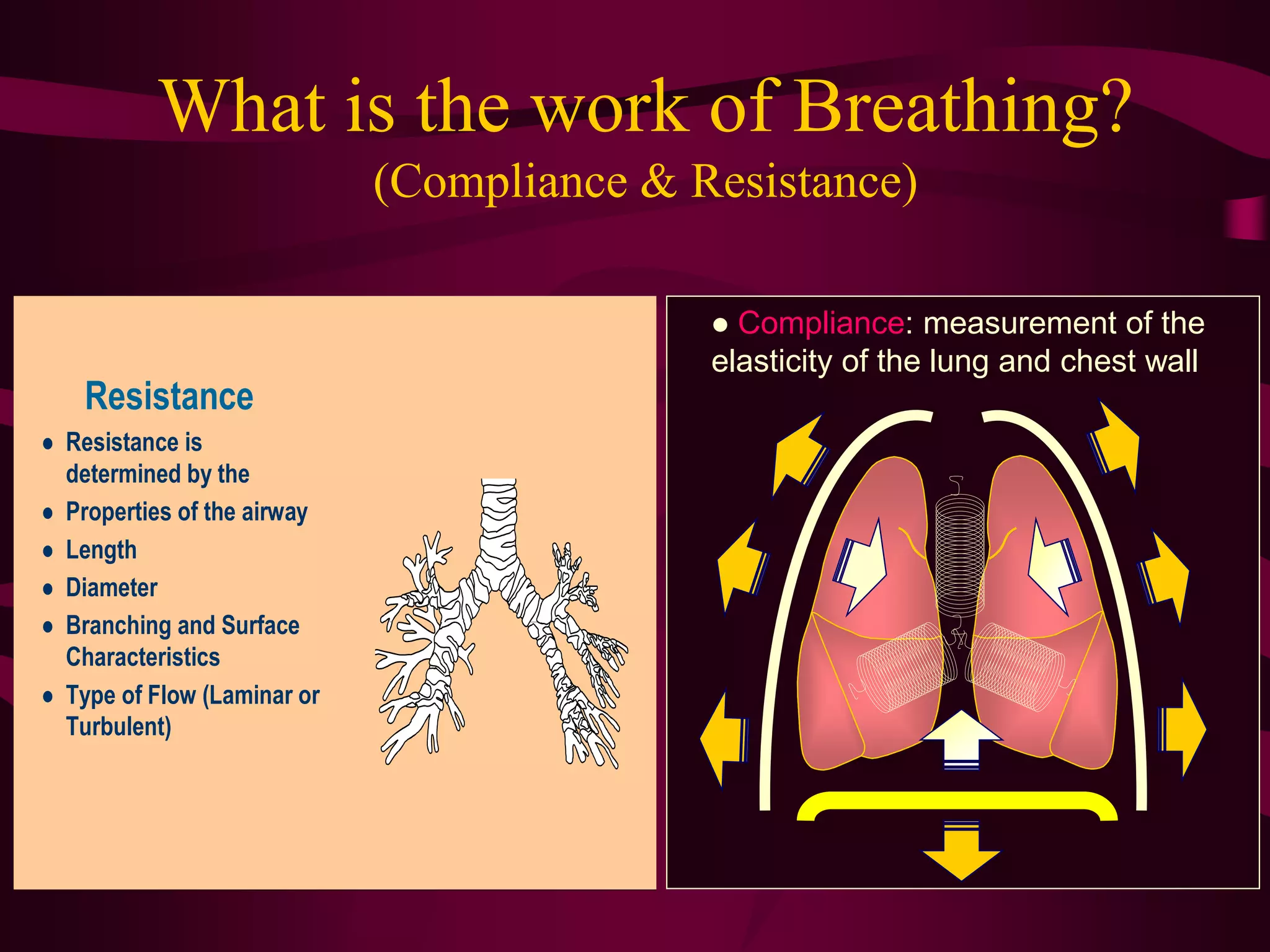 What is the work of Breathing?
                               (Compliance & Resistance)

                                               Compliance: measurement of the
                                              elasticity of the lung and chest wall
     Resistance
   Resistance is
    determined by the
   Properties of the airway
   Length
   Diameter
   Branching and Surface
    Characteristics
   Type of Flow (Laminar or
    Turbulent)
 