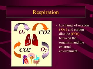 Respiration

               • Exchange of oxygen
                 ( O2 ) and carbon
O2      CO2      dioxide (CO2)
                 between the
                 organism and the
                 external
CO2      O2      environment
 