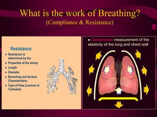 What is the work of Breathing?
                               (Compliance & Resistance)

                                               Compliance: measurement of the
                                              elasticity of the lung and chest wall
     Resistance
   Resistance is
    determined by the
   Properties of the airway
   Length
   Diameter
   Branching and Surface
    Characteristics
   Type of Flow (Laminar or
    Turbulent)
 