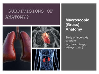 SUBDIVISIONS OF
ANATOMY?
Macroscopic
(Gross)
Anatomy
Study of large body
structure.
(e.g: heart, lungs,
kidneys… etc.)
 