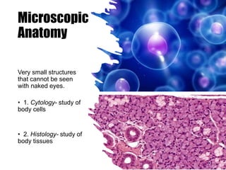 Microscopic
Anatomy
Very small structures
that cannot be seen
with naked eyes.
• 1. Cytology- study of
body cells
• 2. Histology- study of
body tissues
 